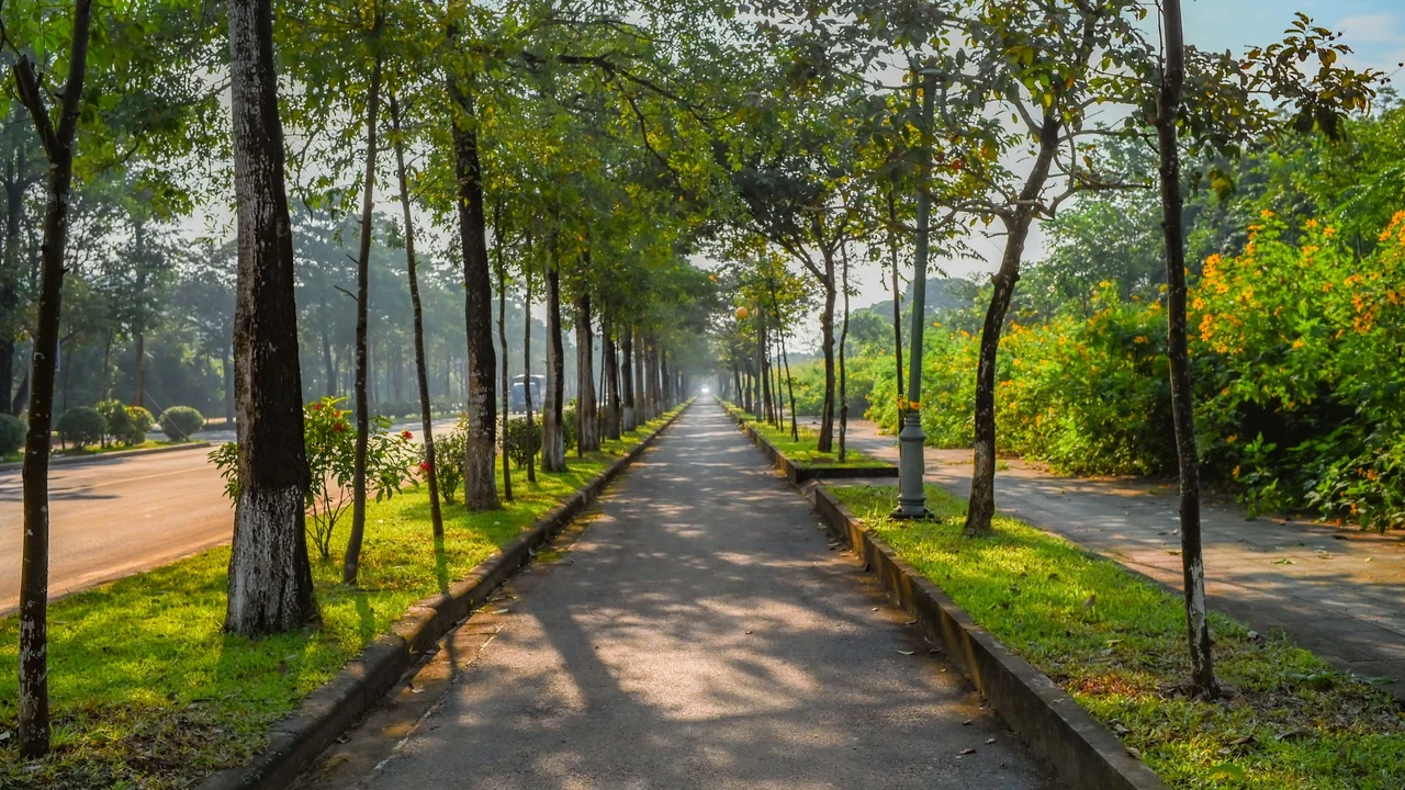 An empty tree-lined path in daylight